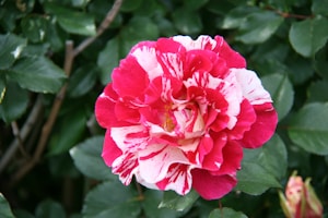 Lotería Tradicional