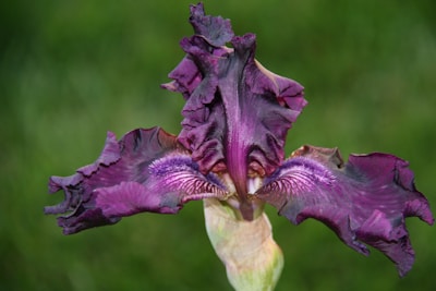 A vibrant, intricate deep purple iris flower with ruffled petals. The petals display a gradient of colors from dark purple to light lavender, with delicate veining and subtle highlights. The background is a soft green blur, enhancing the flower's rich coloration and intricate details.
