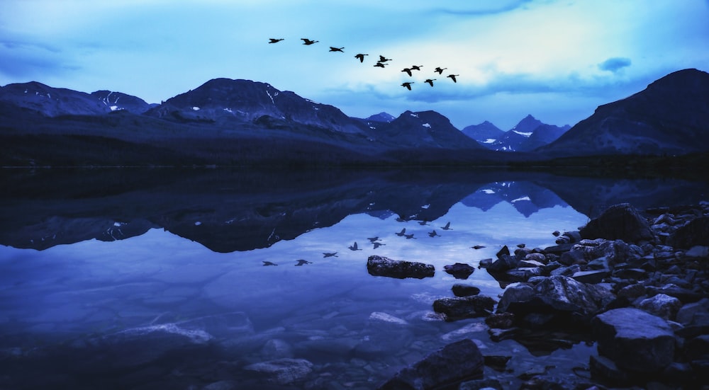 birds flying over the lake