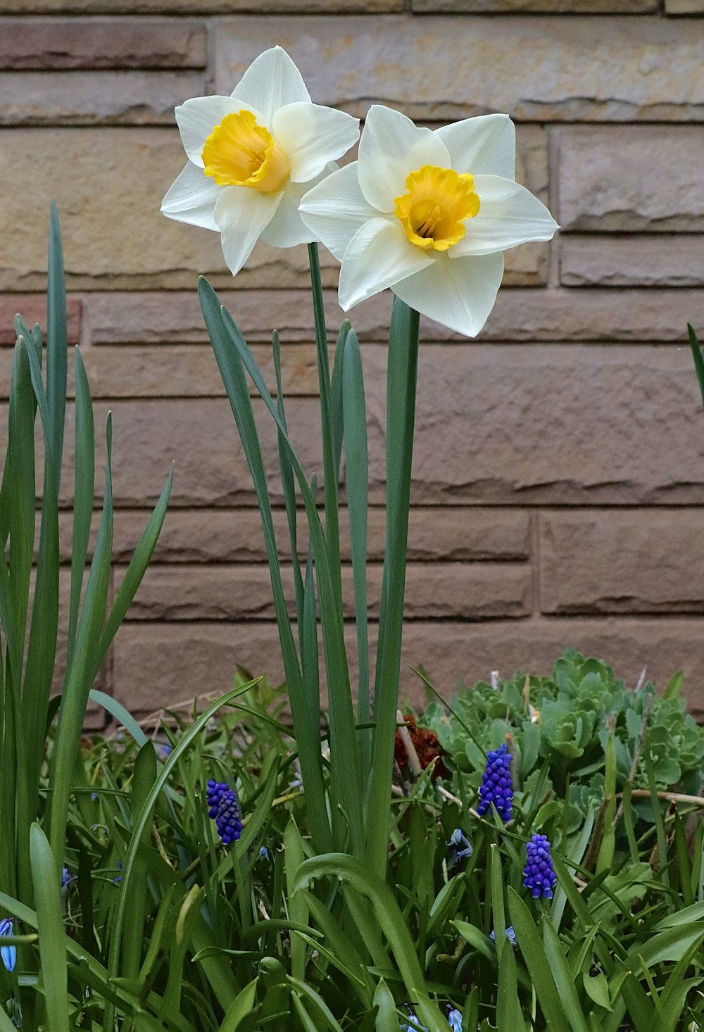 yellow flower with green leaves