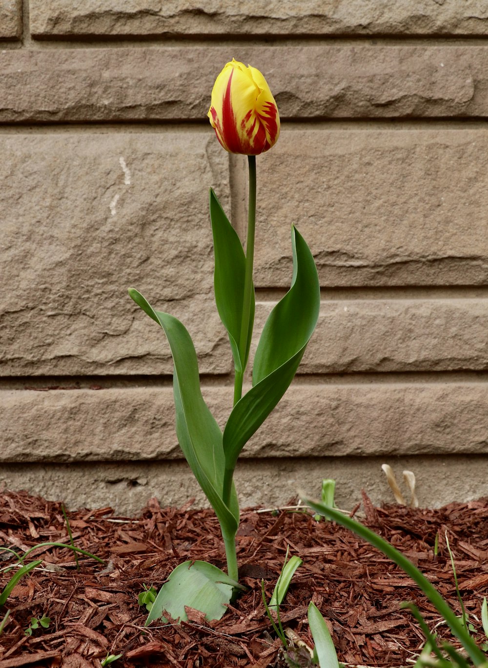 orange flower with green leaves beside brown brick wall