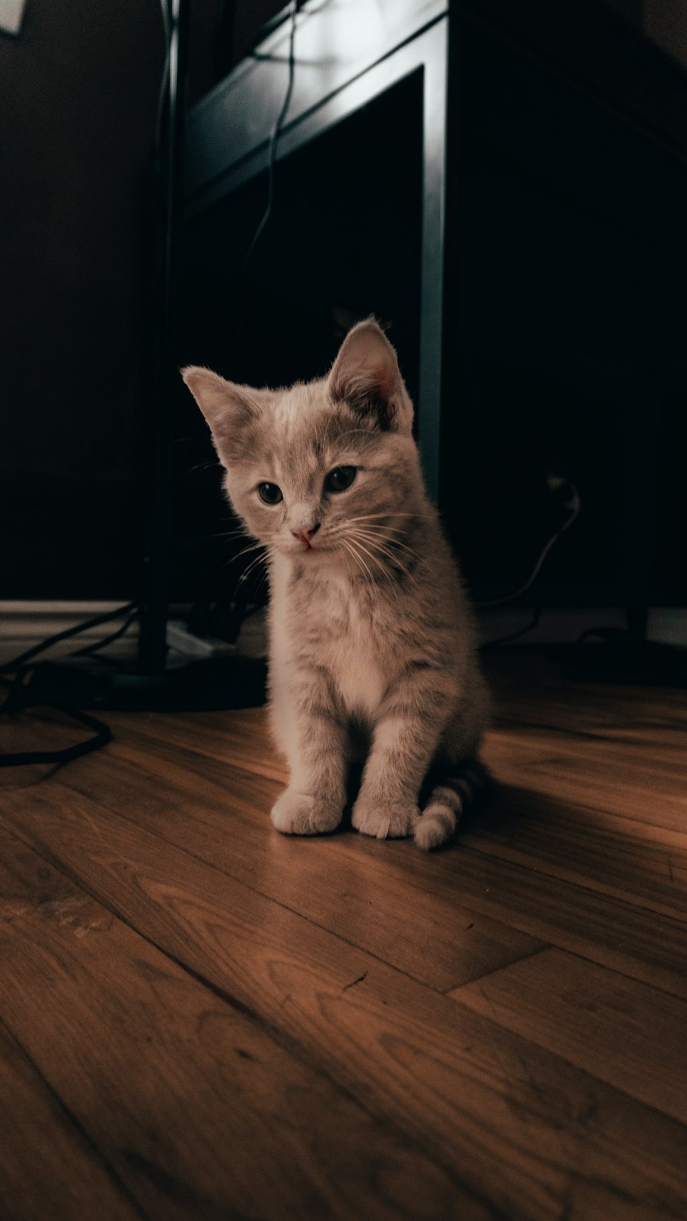 brown and white cat on brown wooden floor