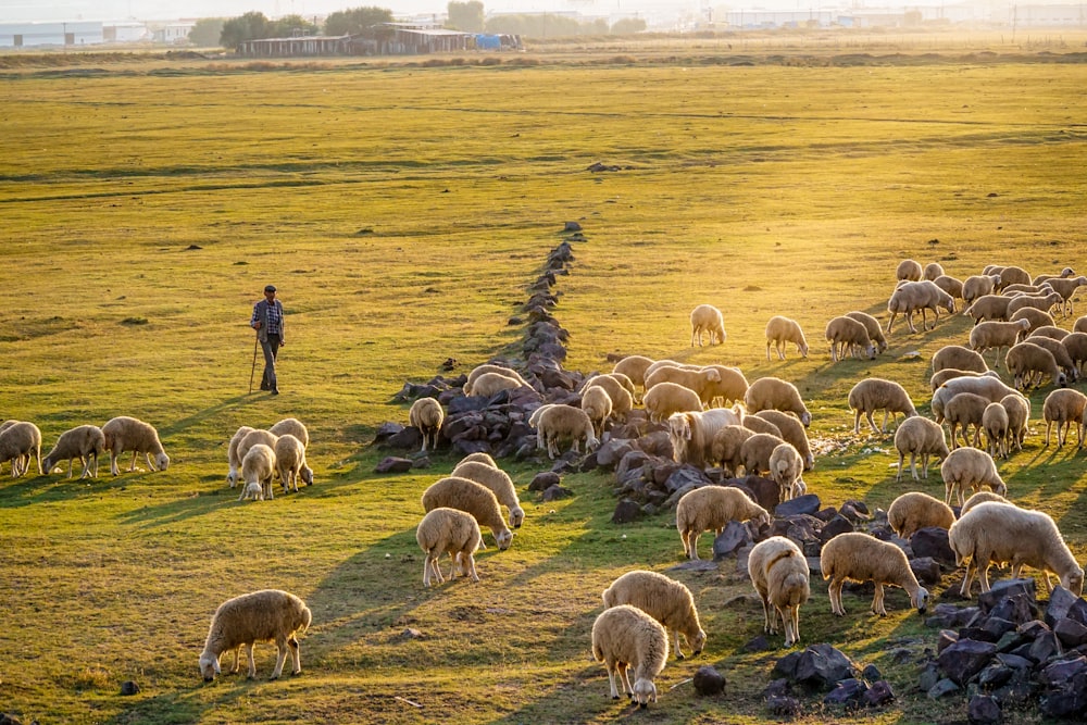 group of sheep on green grass field during daytime