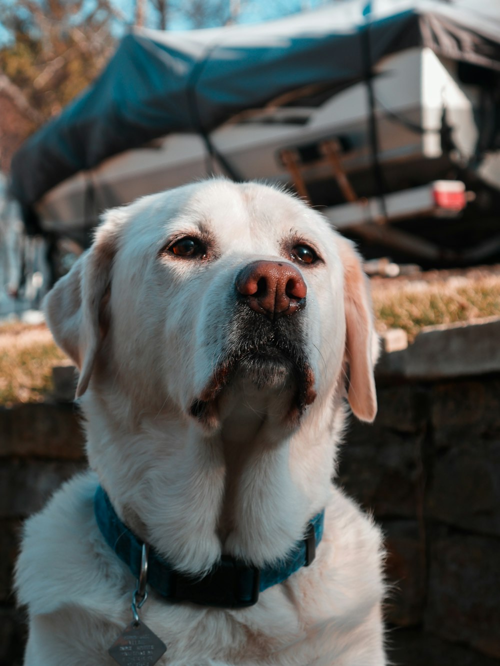 white short coated dog with blue collar