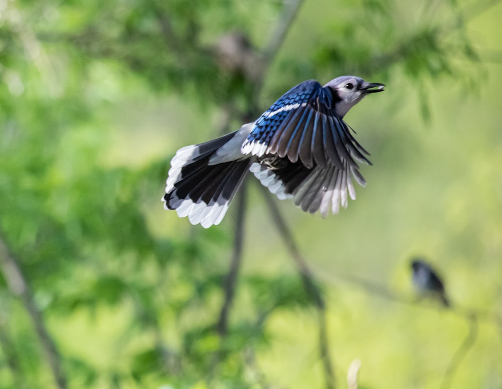 pássaro azul e branco no galho marrom da árvore durante o dia