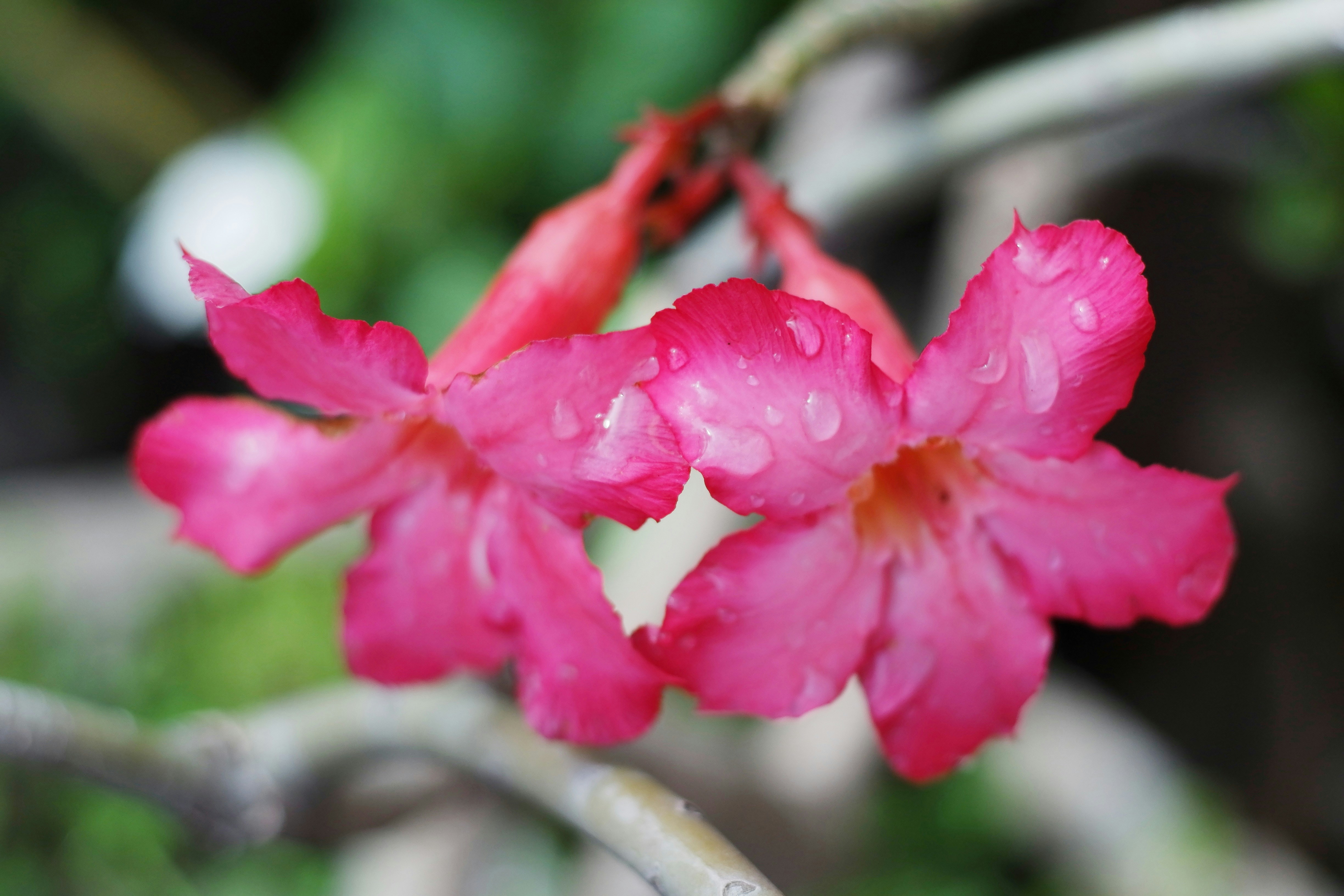 Photo by muaraibrahim