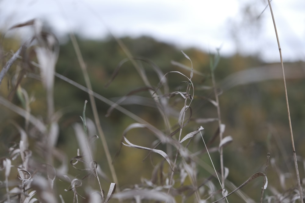 brown wheat field during daytime