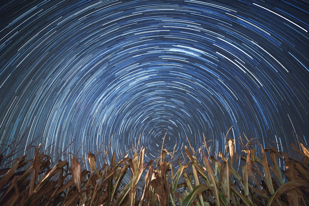 time lapse photography of water droplets on brown grass during daytime