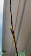 A close-up view of a plant stem covered with a cluster of small orange and black insects, likely aphids. The background appears to be blurred, with soft shades of light, emphasizing the stem in the foreground. Some leaves can be partially seen at the bottom of the image.