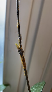 A close-up view of a plant stem covered with a cluster of small orange and black insects, likely aphids. The background appears to be blurred, with soft shades of light, emphasizing the stem in the foreground. Some leaves can be partially seen at the bottom of the image.
