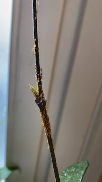 A close-up view of a plant stem covered with a cluster of small orange and black insects, likely aphids. The background appears to be blurred, with soft shades of light, emphasizing the stem in the foreground. Some leaves can be partially seen at the bottom of the image.