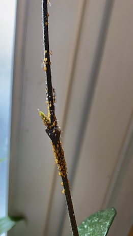 A close-up view of a plant stem covered with a cluster of small orange and black insects, likely aphids. The background appears to be blurred, with soft shades of light, emphasizing the stem in the foreground. Some leaves can be partially seen at the bottom of the image.