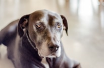 Close-up of a happy older dog with a soft green background, showing its wise eyes and calm demeanor.