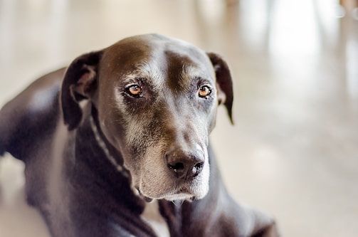 Close-up of a gentle dog’s face with soulful eyes reflecting resilience.