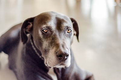 Close-up of a happy older dog with a soft green background, showing its wise eyes and calm demeanor.