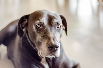 A close-up of a large black dog with a gentle expression and gray around its muzzle, likely indicating its age. The background is softly blurred, emphasizing the dog&rsquo;s face and soulful eyes.