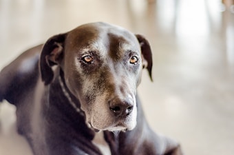 A close-up of a large black dog with a gentle expression and gray around its muzzle, likely indicating its age. The background is softly blurred, emphasizing the dog’s face and soulful eyes.