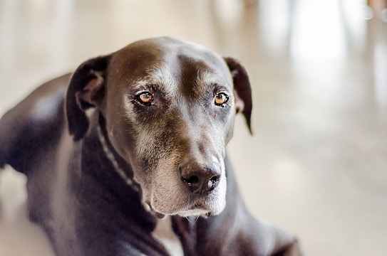 A close-up of a large black dog with a gentle expression and gray around its muzzle, likely indicating its age. The background is softly blurred, emphasizing the dog&rsquo;s face and soulful eyes.