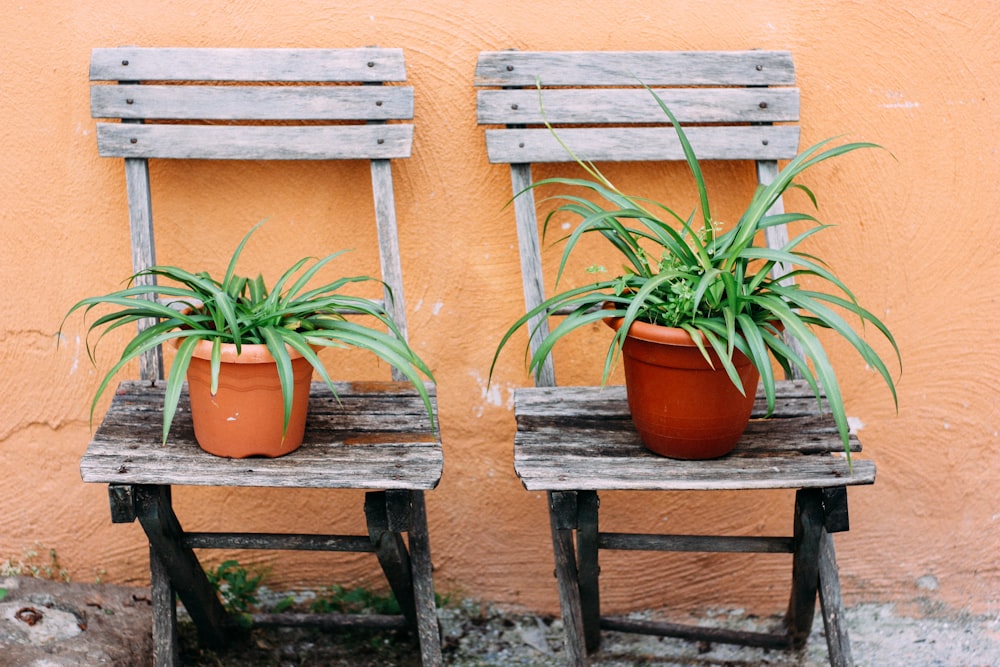 green potted plant on brown wooden bench