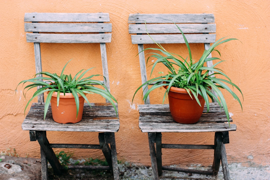 green potted plant on brown wooden bench