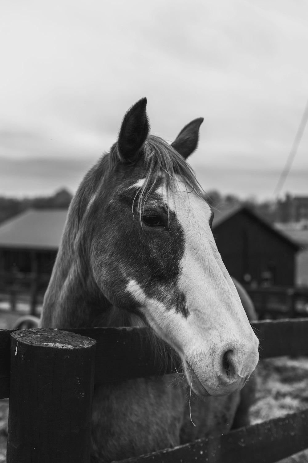 grayscale photo of horse head