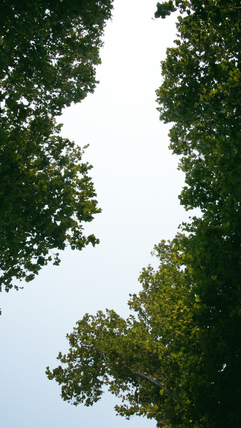 green trees under white sky during daytime