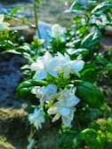Close-up of vibrant jasmine flowers blooming in Tamil Nadu sunlight