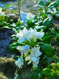 A vibrant display of fresh jasmine flowers in full bloom.