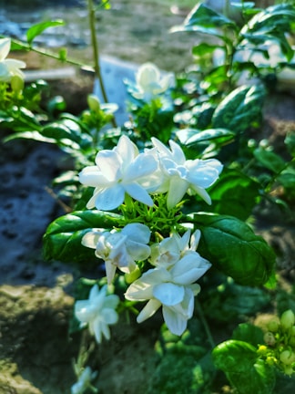 Close-up of vibrant jasmine flowers blooming in Tamil Nadu sunlight
