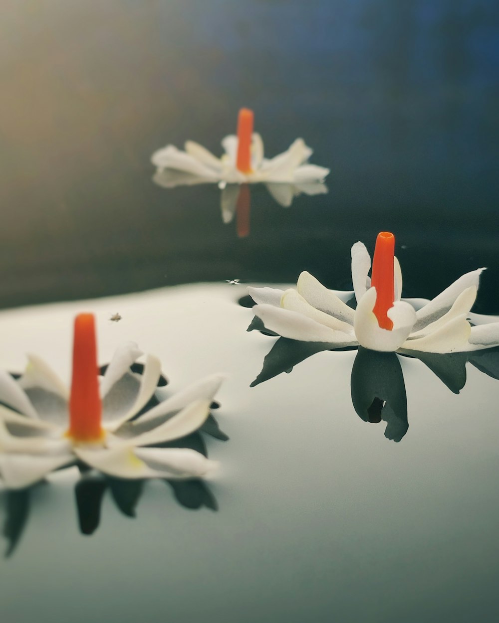 pétalos de flores blancas y naranjas sobre agua