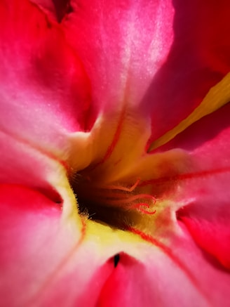 Close-up of a vibrant 3D floral canvas with textured petals catching the light.