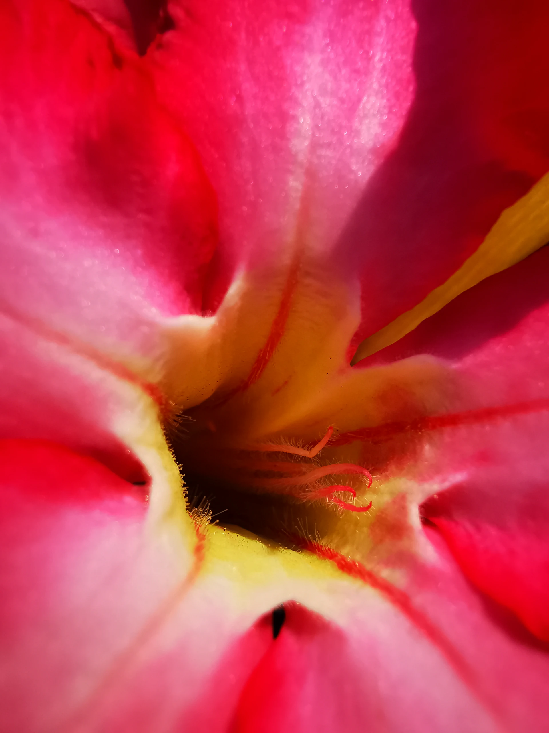 A close-up of a vibrant flower with delicate petals, showcasing intricate textures and colors.