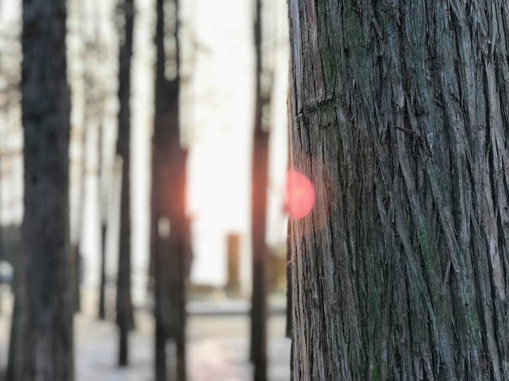 coeur rouge sur tronc d’arbre brun pendant la journée