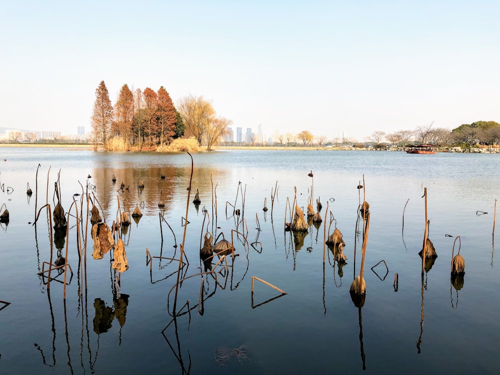 oiseaux bruns et blancs sur le plan d’eau pendant la journée