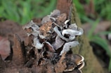 Cluster of grayish-brown fungi growing on a mossy, decaying wood surface. The mushrooms have a wavy texture, appearing slightly curled and layered, with varying shades of gray and brown. The backdrop consists of a blurred green and brown environment, likely representing forest floor vegetation.