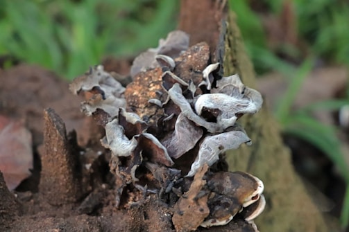 Cluster of grayish-brown fungi growing on a mossy, decaying wood surface. The mushrooms have a wavy texture, appearing slightly curled and layered, with varying shades of gray and brown. The backdrop consists of a blurred green and brown environment, likely representing forest floor vegetation.