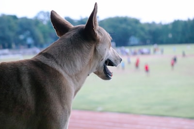 A dog is gazing over a sports field where people can be seen in the distance, possibly engaging in activities or playing sports. The dog's ears are perked up, and it appears to be observing intently. The background is blurry, emphasizing the dog's presence in the foreground.