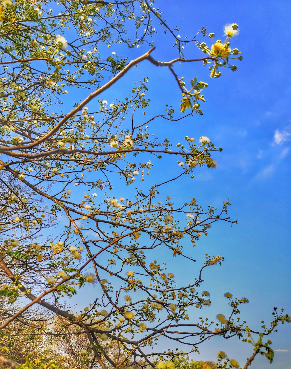 brown tree under blue sky during daytime