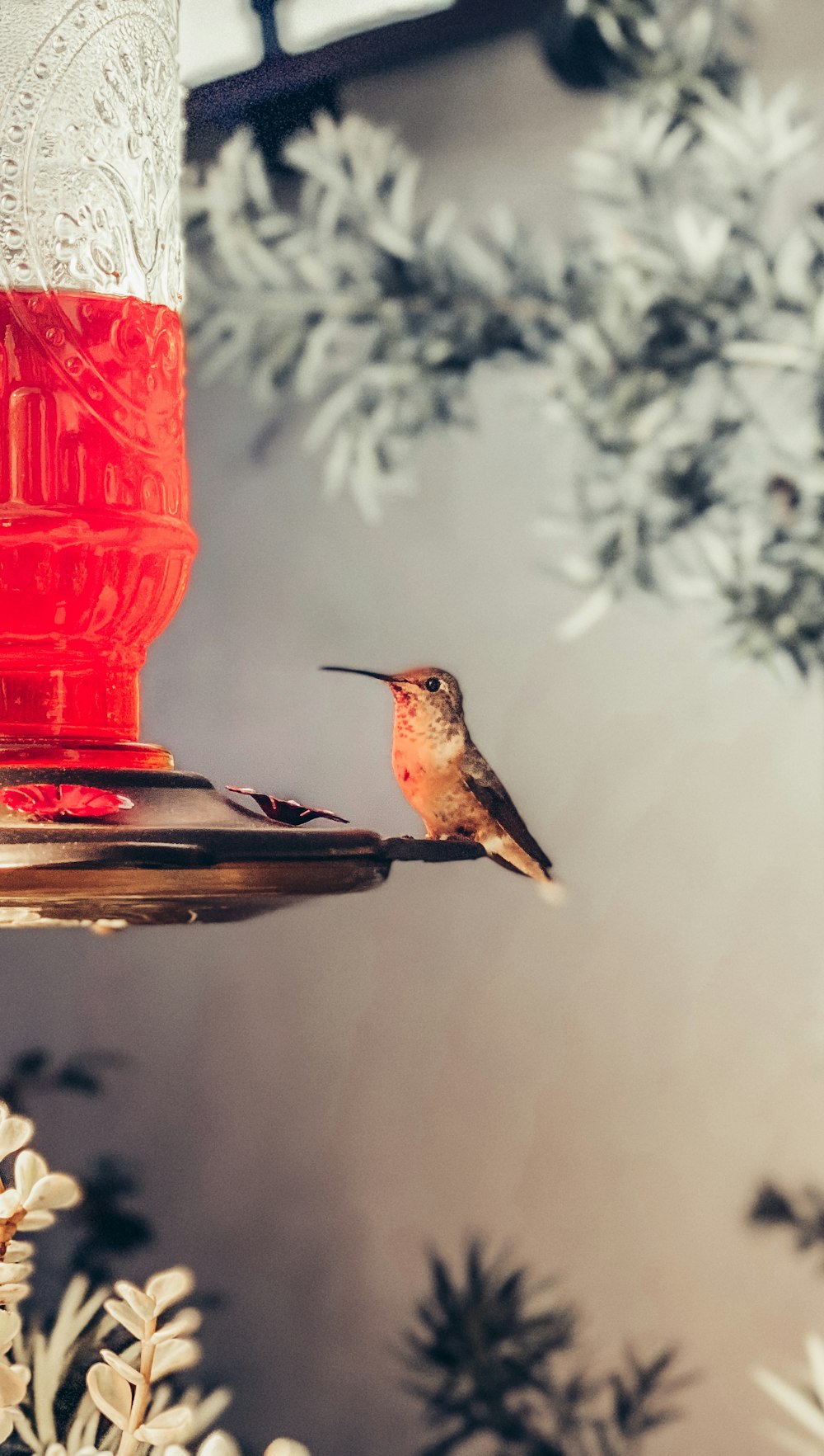 red and black humming bird