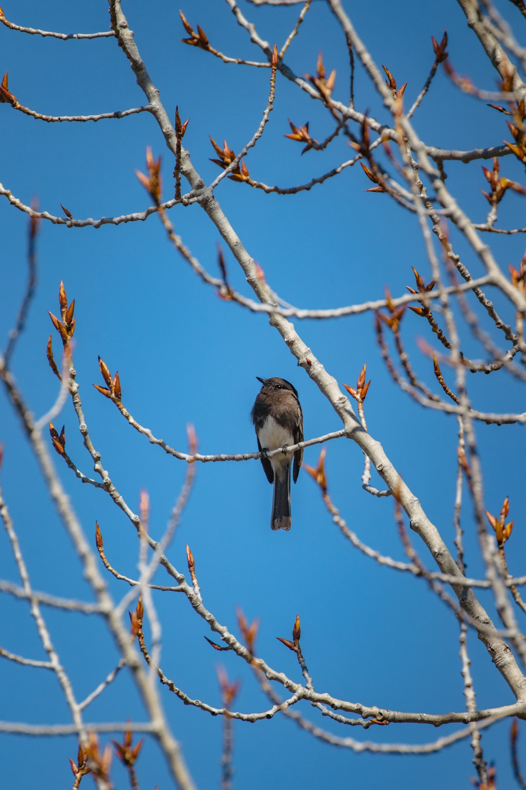 brown bird on brown tree branch during daytime