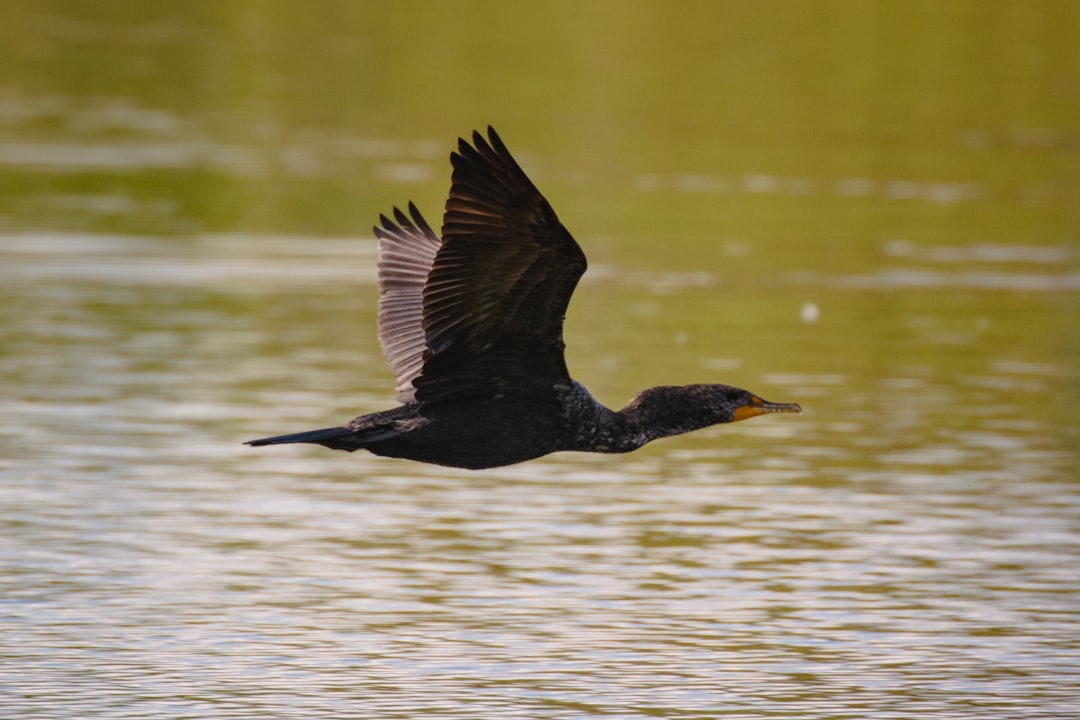 black duck flying over the water during daytime