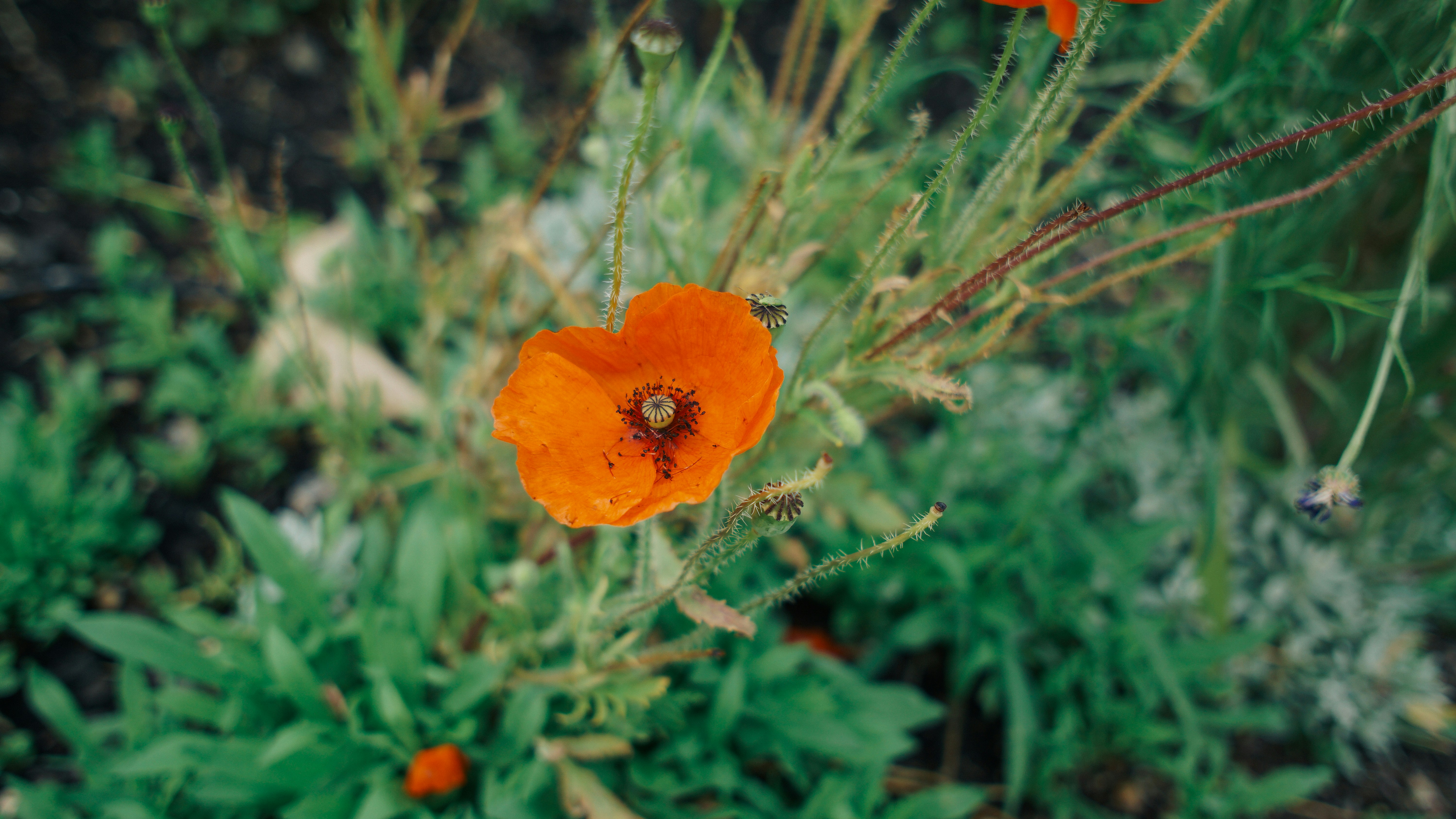 ティルトシフトレンズのオレンジ色の花