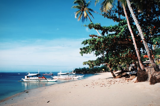 people on beach during daytime in Alona Beach Philippines