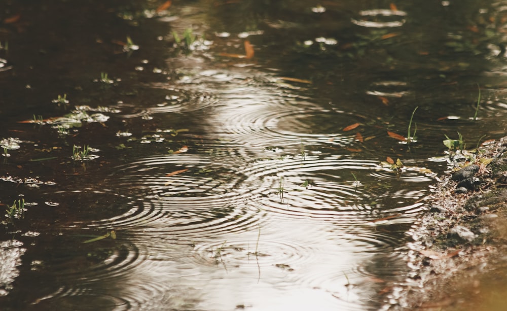 water droplets on body of water