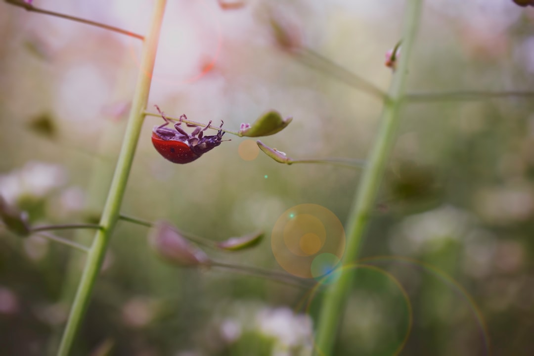 red ladybug perched on green plant stem in tilt shift lens