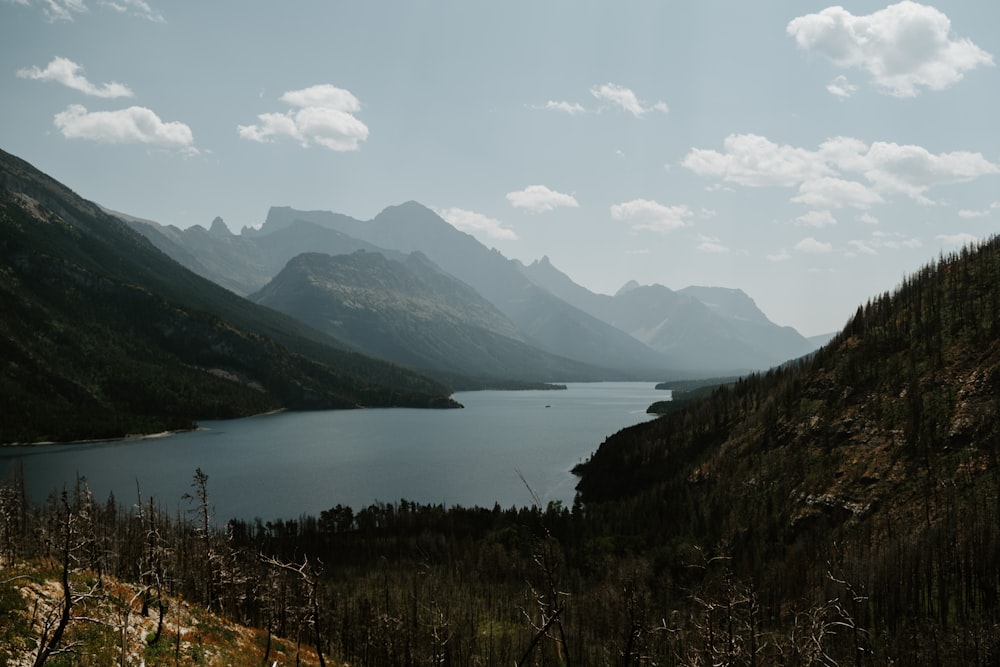 green trees near lake during daytime