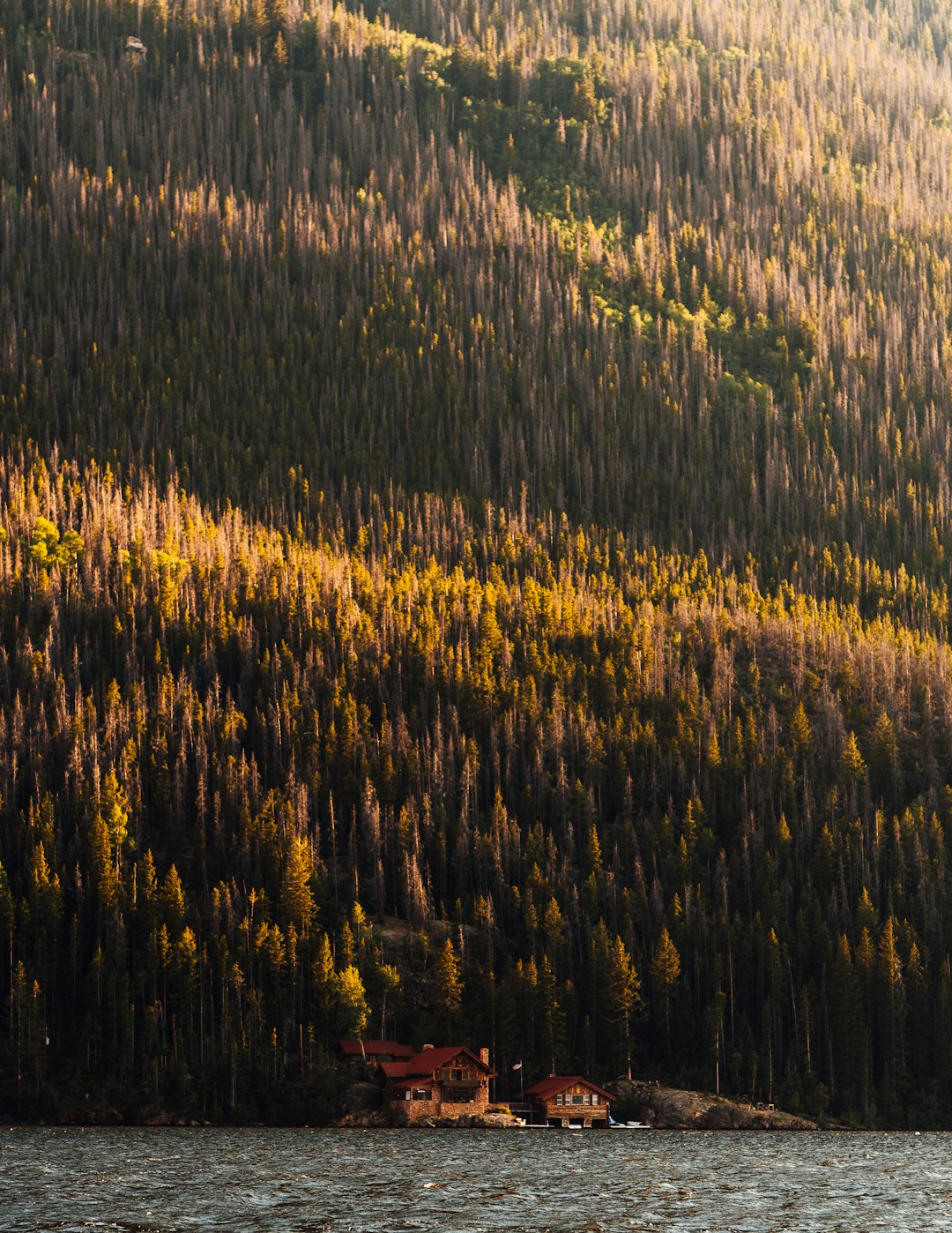 green and brown trees during daytime