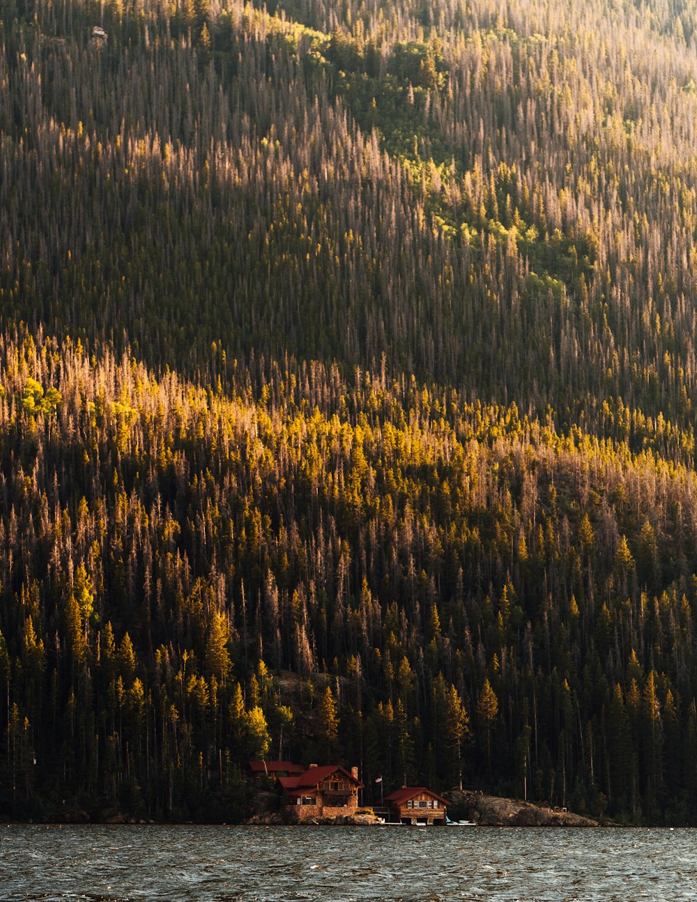 green and brown trees during daytime