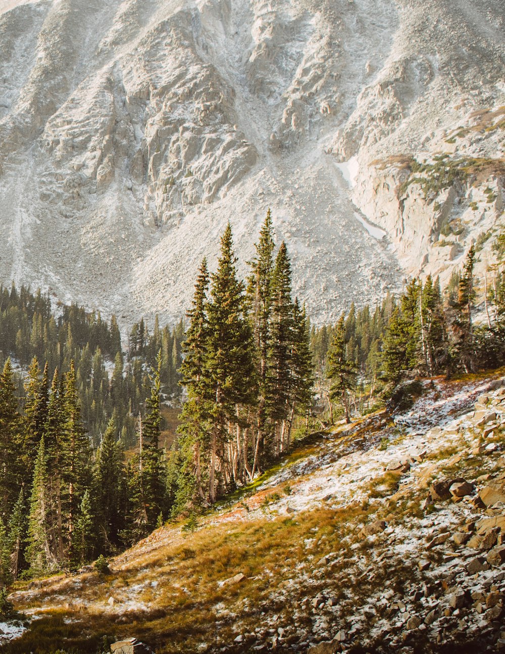 green pine trees near mountain during daytime