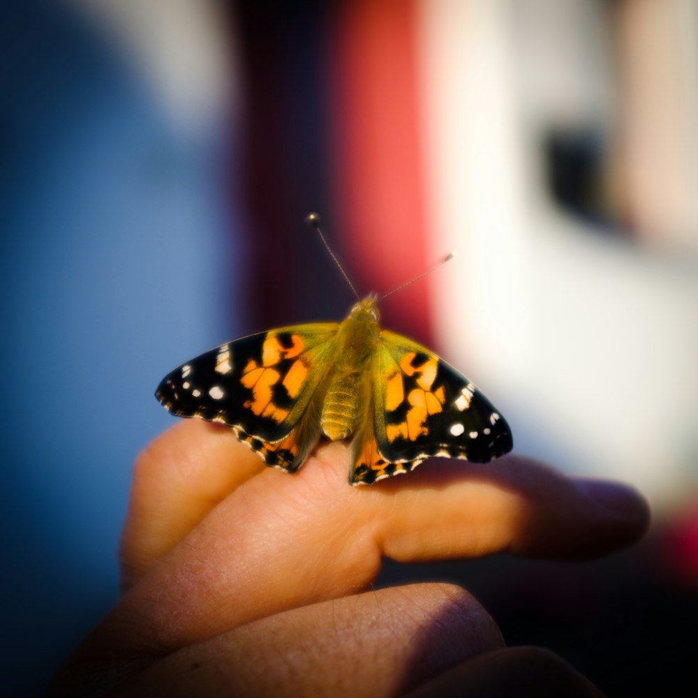 black and yellow butterfly on persons hand